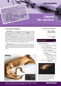 Calamar - Boletín Biológica