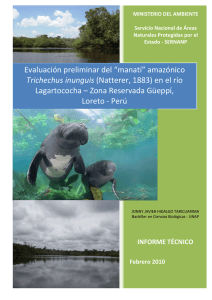 Evaluación preliminar del “manatí” amazónico Trichechus inunguis