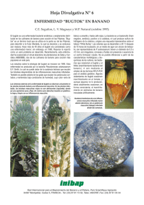 Bugtok disease of banana - Bioversity International