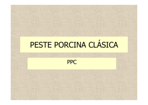 (Microsoft PowerPoint - PESTE PORCINA CL\301SICA)