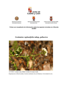 Cardamine raphanifolia subsp. gallaecica M. Laínz