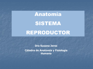 Anatomía SISTEMA REPRODUCTOR