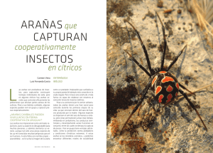 ArAñAsque cAPturAn insectos - Entomología