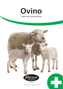sheep brochure spanish_Layout 1