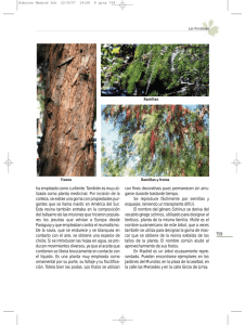 Guía para el reconocimiento de árboles y arbustos de