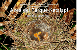 Aves del Parque Katalapi Marcelo Mayorga R.