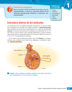 Estructura interna de los testículos