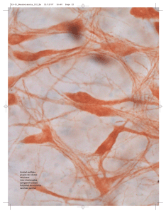 Unidad múltiple: grupos de células nerviosas interrelacionadas