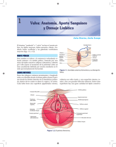 Vulva: Anatomía, Aporte Sanguíneo y Drenaje Linfático