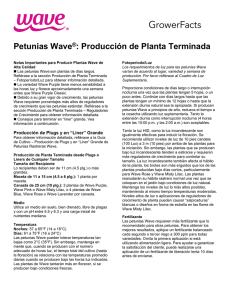 Petunias Wave®: Producción de Planta