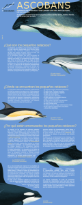 ASCOBANS: Salvando a las pequeñas ballenas, delfines y
