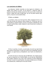 El olivo y su historia - Olearum. Cultura y patrimonio del aceite