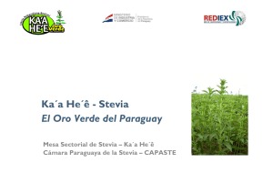 El caso de la Stevia, Paraguay