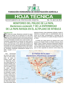 Hoja Técnica 12. Monitoreo del psílido de la papa, bactericera