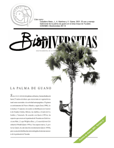 la palma de guano - Biodiversidad Mexicana