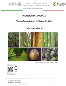 PUDRICIÓN DEL COGOLLO Phytophthora palmivora (E.J.Butler