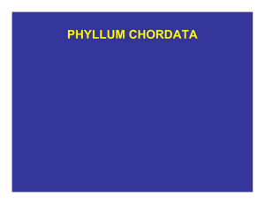 sistemática phyllum chordata