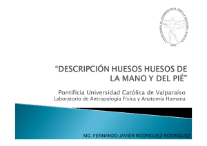 sistema genital masculino - Pontificia Universidad Católica de