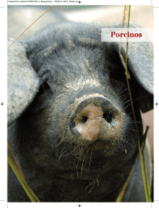 Porcinos - Mercados Municipales