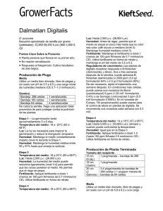 Dalmatian Digitalis