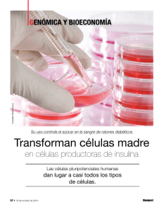 Transforman células madre en células productoras de insulina