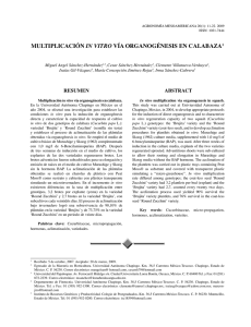 Multiplicación in vitro vía organogénesis en calabaza.