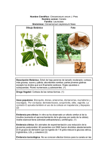 Cinnamomum verum (Canela)