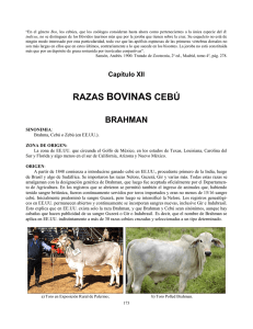razas bovinas cebú - Produccion animal