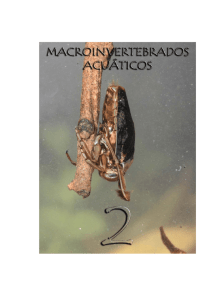 Macroinvertebrados Acuaticos