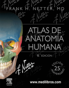 Anatomia de Netter. 6ta Edición