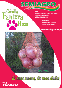 FT pantera rosa - cebolla