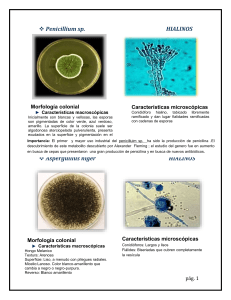 Atlas de hongos Micología médica