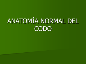 anatoma normal del codo