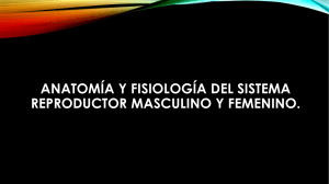 Anatomía y fisiología del SISTEMA  reproductor masculino y