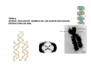Acidos nucleicos presentacion