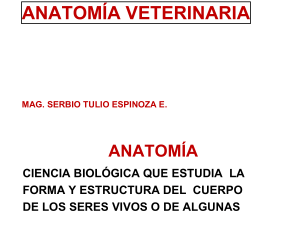 Introducción Anatomia Veterinaria