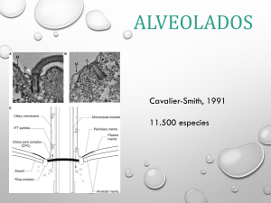 Alveolados