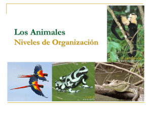 CLASE 08 - TEJIDOS ANIMALES - SEPTIMO