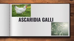 Ascaridia Galli