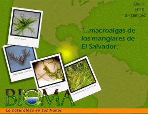 Algas de manglar de El Salvador (Bioma)