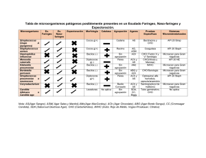 Tabla para identificacion de microorganismos patogenos presentes en  exudados faringeos, nasofaringeos y expectoraciones