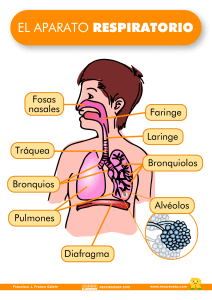 el-aparato-respiratorio-lámina-recursosep