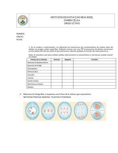 Examen de Célula: Mitosis, Meiosis, Estructura Celular