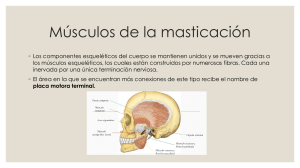 Musculos de la masticacion