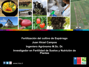 6-Fertilización-del-cultivo-del-espárrago-Juan-Hirzel