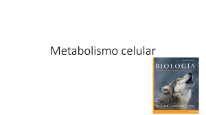 Metabolismo celular en imágenes