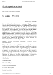 El Guppy – Poecilia  (EnciclopediA Animal)