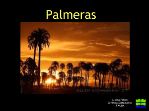 palmeras-121204180429-phpapp02