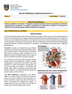 Guía matería circulatorio octavo básico n° 4