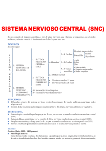 Sistema-Nervioso-Central